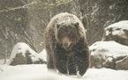 One of the brown bears in the Russia’s Grizzly Coast exhibit at the Minnesota Zoo sauntered through the falling snow Monday afternoon.