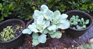 Collards – Grow Your Own