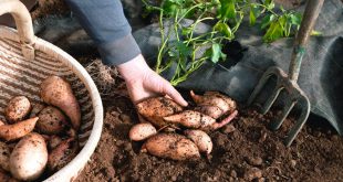 Sweet Potato: A Summer Crop