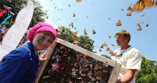 A Bright Symphony of Colors: Joseph A. Strasser Butterfly Festival at Tree Hill Nature Center in Arlington
