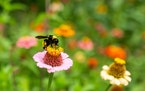 Bees are one of the many pollinators harmed by pesticides.