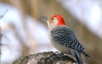 Red-bellied woodpeckerJim Williams photo