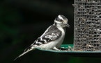 Downy woodpeckers are frequent feeder visitors.