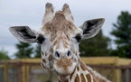 This undated photo, provided by Animal Adventure Park on Sunday, June 3, 2018, shows a giraffe named April at Animal Adventure Park in Harpursville, N