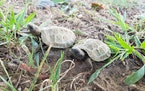 This photo provided by Tricia Markle, a wildlife conservation specialist at the Minnesota Zoo, shows young hatchling wood turtles.