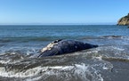 This Thursday, April 8, 2021 photo shows an adult female gray whale that washed up on Muir Beach, cause of death believe to be trauma due to ship stri