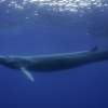 A fin whale in the waters offshore from Pico Island in the Azores.