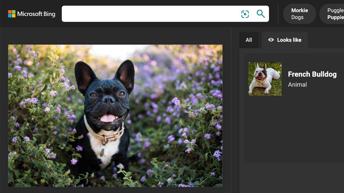 A smiling French bulldog found with visual search on Microsoft Bing