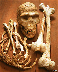 Modern human remains from Skhul, Israel (SPL)