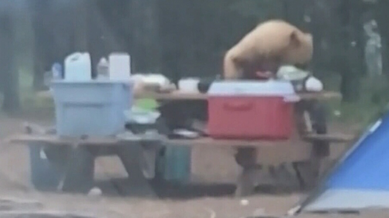 Bear dines on camper picnic