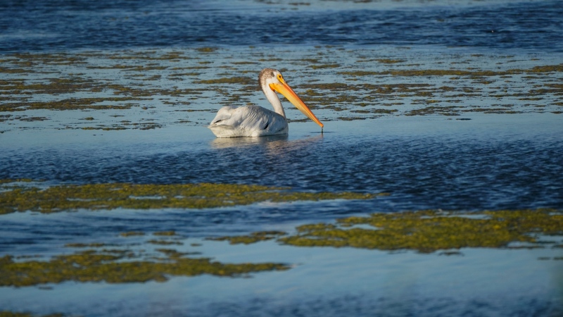 A Pelican floats on Farmington Bay near the Great Salt Lake Tuesday, June 29, 2021, in Farmington, Utah. The lake has been shrinking for years, and a drought gripping the American West could make this year the worst yet. The receding water is already affecting nesting pelicans that are among millions of birds dependent on the largest natural lake west of the Mississippi River. (AP Photo/Rick Bowmer) 