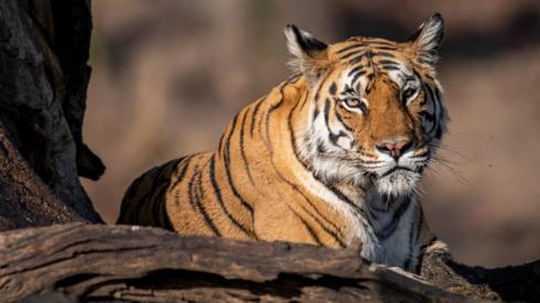 Tiger at Pench Tiger Reserve, Madhya Pradesh, India