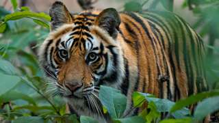 Tiger at Bandhavgarh National Park in Madhya Pradesh, India