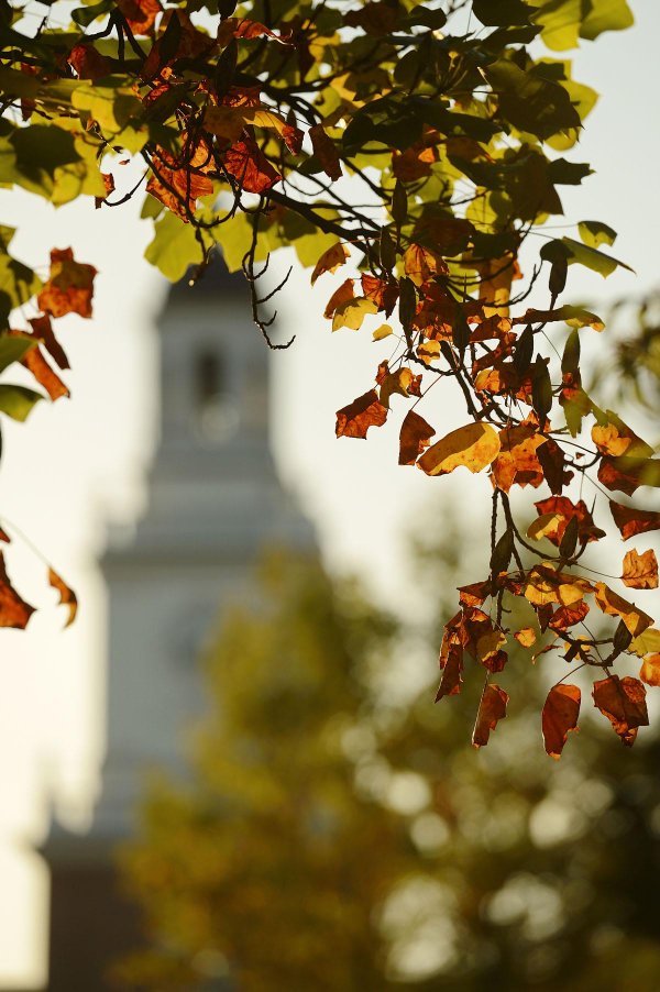 Close up of tree leaves and Gilman tower in the background