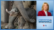 Plugged In with Greta Van Susteren-Protecting the Elephants