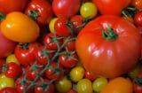 tomatoes WaxWord