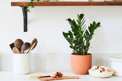 Here Are the Best Places to Order Indoor Plants Online