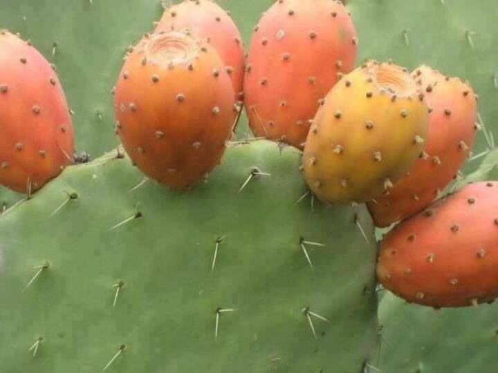 Why Eritrea is turning to cactus