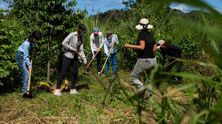 Photo Gallery: Puerto Rico agroecological movement wants island  to be able to feed itself