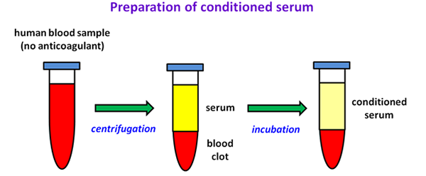 Preparation of conditioned serum
