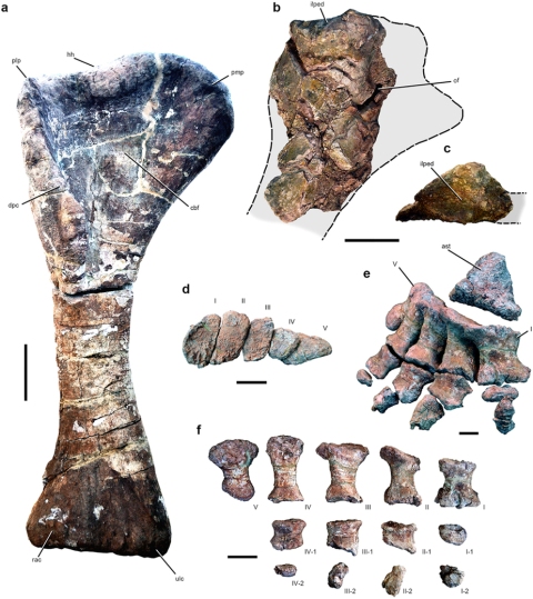 Notocolossus limb bones - Gonzalez Riga et al 2016 fig 4