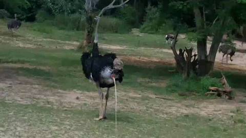 ostrich peeing