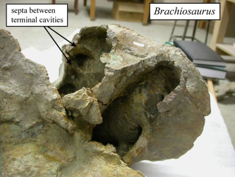 brachiosaurus-byu-500.jpg