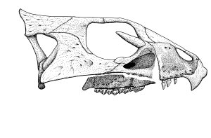 Aquilops skull lateral 7 - partly revised