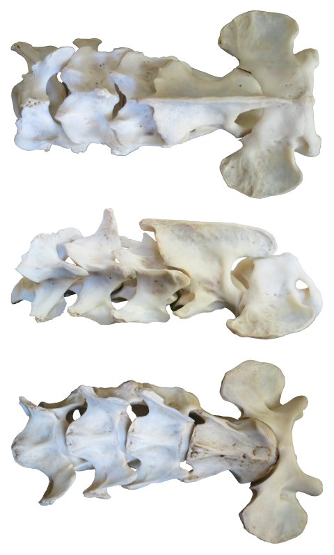 cat-first-five-cervicals-white