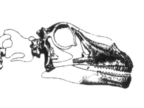 Marsh1891-plateXVI-Apatosaurus-skull