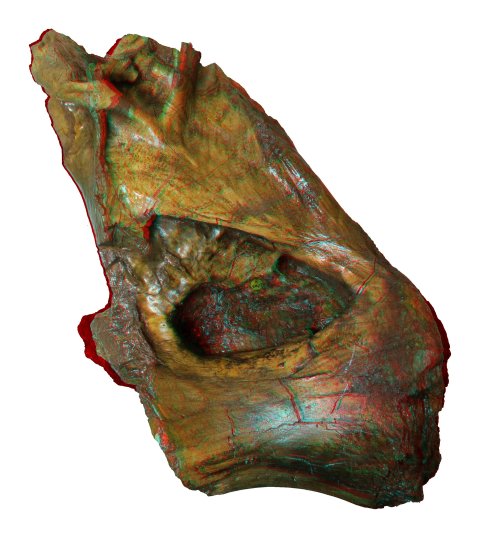 xenoposeidon--nhm-r2095--left-lateral--anaglyph