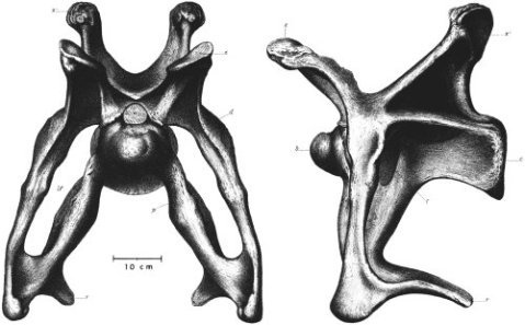 Ostrom and McIntosh (1966:plate 12) -- Brontosaurus excelsus YPM 1980 cervical 8