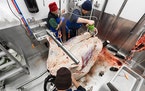 Workers process a cow carcass in a “mobile slaughter unit” designed by Washington-based company Friesla.