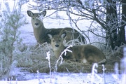 Seeking warmth and protection from snow, two whitetails bedded down on a winter’s day. Deer can survive extreme cold like Minnesota is experiencing.