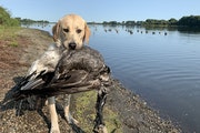Fella, an 11-month-old Labrador retriever, with his first-ever goose — a bird he circled and barked at before retrieving in September.