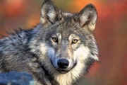 Wisconsin’s DNR was up against some factors it could not control when a February wolf hunt caused a national outcry.