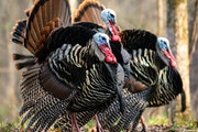 Strutting toms coming to a call is a dream scenario for Minnesota wild turkey hunters. The state’s spring season opens Wednesday.