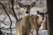Domestic deer farms also will still be in business, continuing the chronic wasting disease (CWD) threat they pose not only to the state’s 1 million 