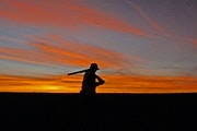 South Dakota pheasant hunters have long enjoyed plentiful ringneck and spectacular sunsets. The sunsets are still there.