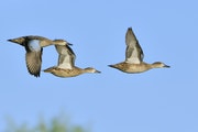 Teal in flight appear small. This early in fall they won’t be as colorfully plumed as they will be later in the season.