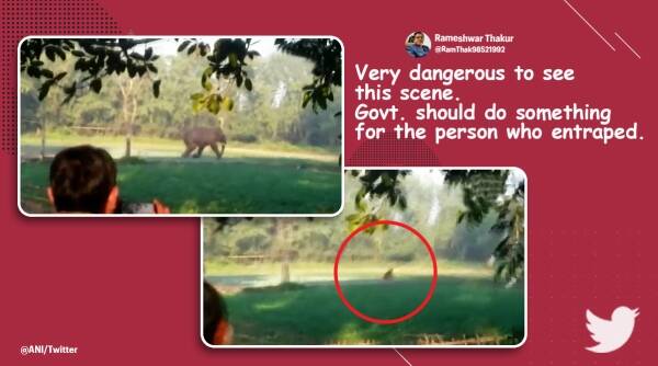 elephant, elephant attack man, wild elephant, human-animal conflict, Dhubri, Assam, social media viral, indian express