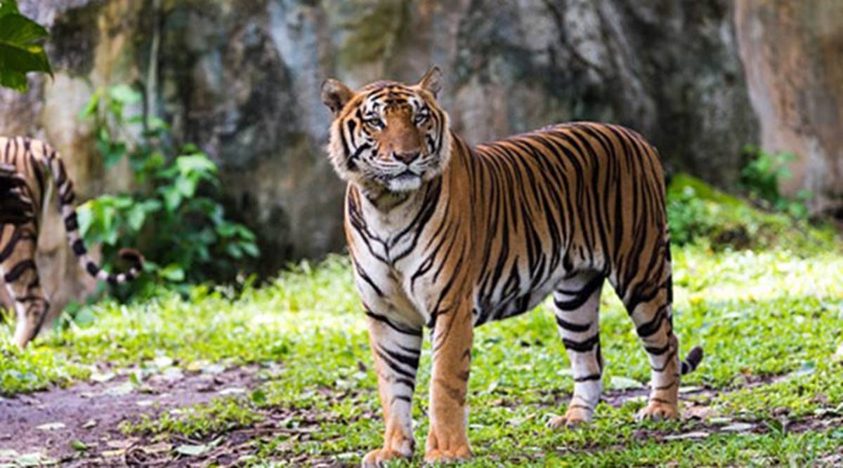 Royal Bengal tiger, tiger ambush, Sundarbans, Sundarbans new, Sunderbans, West Bengal, Kolkata, West Bengal news, Kolkata news, India news, Indian Express News Service, Express News Service, Express News, Indian Express News
