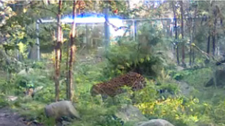 Amuuri leopardid - oja kaamera