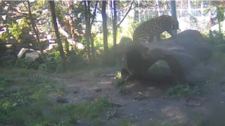 Amuuri leopardid - knnu kaamera