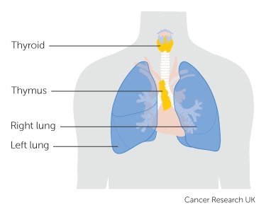 the position of the thymus