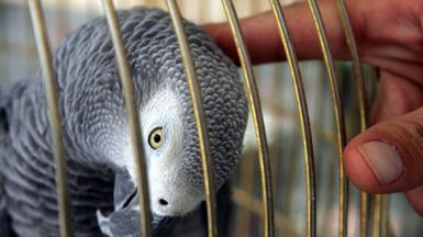 African Grey parrot in a cage