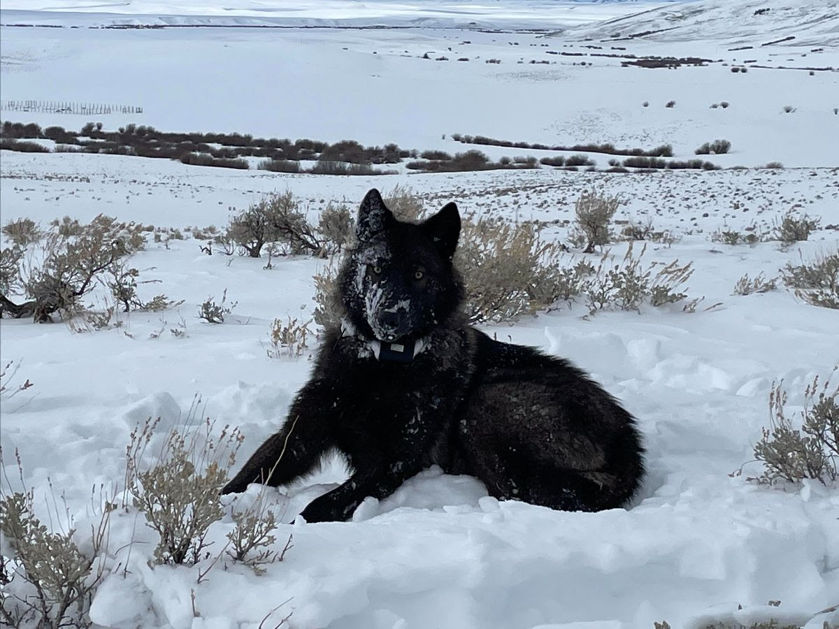 A photo of 2202, the first gray wolf born and collared in Colorado. The female pup was fitted with a GPS collar in North Park on Feb. 9, 2022.
