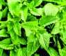 10 неподозирани лечебни свойства на ароматна българска билка
