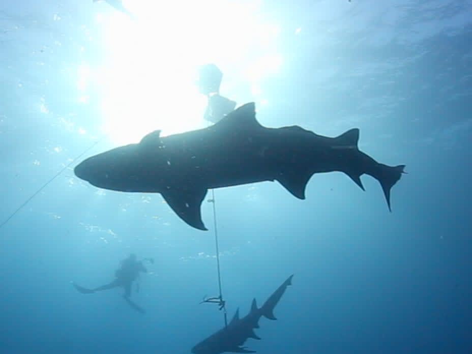 The World’s Best Dive Sites for Shark Lovers