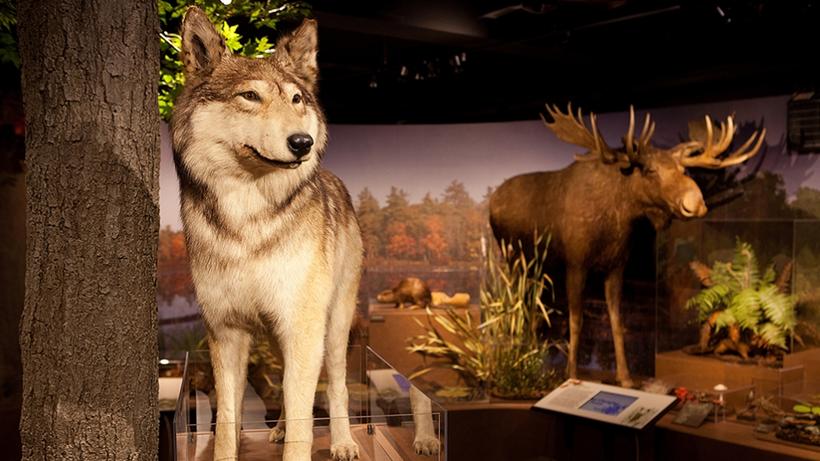 Photo of wolf and moose in the New England Forests exhibit at the Harvard Museum of Natural History